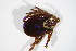  ( - BFB_Col_FK_10676)  @11 [ ] CreativeCommons - Attribution Non-Commercial Share-Alike (2015) Unspecified SNSB, Zoologische Staatssammlung Muenchen
