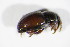  ( - BFB_Col_FK_10687)  @11 [ ] CreativeCommons - Attribution Non-Commercial Share-Alike (2015) Unspecified SNSB, Zoologische Staatssammlung Muenchen