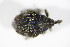  ( - BFB_Col_FK_10703)  @12 [ ] CreativeCommons - Attribution Non-Commercial Share-Alike (2015) Unspecified SNSB, Zoologische Staatssammlung Muenchen
