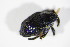  ( - BFB_Col_FK_10704)  @12 [ ] CreativeCommons - Attribution Non-Commercial Share-Alike (2015) Unspecified SNSB, Zoologische Staatssammlung Muenchen