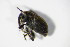  ( - BFB_Col_FK_10723)  @11 [ ] CreativeCommons - Attribution Non-Commercial Share-Alike (2015) Unspecified SNSB, Zoologische Staatssammlung Muenchen