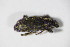  ( - BFB_Col_FK_10725)  @11 [ ] CreativeCommons - Attribution Non-Commercial Share-Alike (2015) Unspecified SNSB, Zoologische Staatssammlung Muenchen