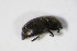  ( - BFB_Col_FK_10728)  @11 [ ] CreativeCommons - Attribution Non-Commercial Share-Alike (2015) Unspecified SNSB, Zoologische Staatssammlung Muenchen