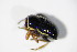  ( - BFB_Col_FK_10739)  @12 [ ] CreativeCommons - Attribution Non-Commercial Share-Alike (2015) Unspecified SNSB, Zoologische Staatssammlung Muenchen