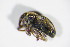  ( - BFB_Col_FK_10741)  @11 [ ] CreativeCommons - Attribution Non-Commercial Share-Alike (2015) Unspecified SNSB, Zoologische Staatssammlung Muenchen