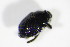  ( - BFB_Col_FK_10742)  @12 [ ] CreativeCommons - Attribution Non-Commercial Share-Alike (2015) Unspecified SNSB, Zoologische Staatssammlung Muenchen