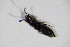  ( - BFB_Col_FK_10745)  @11 [ ] CreativeCommons - Attribution Non-Commercial Share-Alike (2015) Unspecified SNSB, Zoologische Staatssammlung Muenchen