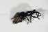  ( - BFB_Col_FK_10758)  @11 [ ] CreativeCommons - Attribution Non-Commercial Share-Alike (2015) Unspecified SNSB, Zoologische Staatssammlung Muenchen