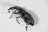  ( - BFB_Col_FK_10762)  @13 [ ] CreativeCommons - Attribution Non-Commercial Share-Alike (2015) Unspecified SNSB, Zoologische Staatssammlung Muenchen