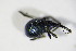  ( - BFB_Col_FK_10766)  @11 [ ] CreativeCommons - Attribution Non-Commercial Share-Alike (2015) Unspecified SNSB, Zoologische Staatssammlung Muenchen