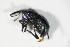  ( - BFB_Col_FK_10769)  @12 [ ] CreativeCommons - Attribution Non-Commercial Share-Alike (2015) Unspecified SNSB, Zoologische Staatssammlung Muenchen