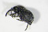  (Pirapion - BFB_Col_FK_10770)  @13 [ ] CreativeCommons - Attribution Non-Commercial Share-Alike (2015) Unspecified SNSB, Zoologische Staatssammlung Muenchen