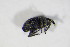  (Squamapion atomarium - BFB_Col_FK_10771)  @12 [ ] CreativeCommons - Attribution Non-Commercial Share-Alike (2015) Unspecified SNSB, Zoologische Staatssammlung Muenchen