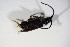  ( - BFB_Col_FK_10782)  @12 [ ] CreativeCommons - Attribution Non-Commercial Share-Alike (2015) Unspecified SNSB, Zoologische Staatssammlung Muenchen