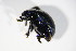  ( - BFB_Col_FK_10791)  @13 [ ] CreativeCommons - Attribution Non-Commercial Share-Alike (2015) Unspecified SNSB, Zoologische Staatssammlung Muenchen