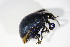 ( - BFB_Col_FK_10792)  @12 [ ] CreativeCommons - Attribution Non-Commercial Share-Alike (2015) Unspecified SNSB, Zoologische Staatssammlung Muenchen