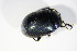  (Chrysolina fuliginosa - BFB_Col_FK_10793)  @13 [ ] CreativeCommons - Attribution Non-Commercial Share-Alike (2015) Unspecified SNSB, Zoologische Staatssammlung Muenchen