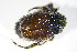  ( - BFB_Col_FK_10798)  @11 [ ] CreativeCommons - Attribution Non-Commercial Share-Alike (2015) Unspecified SNSB, Zoologische Staatssammlung Muenchen