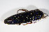  ( - BFB_Col_FK_10808)  @12 [ ] CreativeCommons - Attribution Non-Commercial Share-Alike (2015) Unspecified SNSB, Zoologische Staatssammlung Muenchen