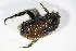  ( - BFB_Col_FK_10809)  @11 [ ] CreativeCommons - Attribution Non-Commercial Share-Alike (2015) Unspecified SNSB, Zoologische Staatssammlung Muenchen