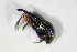  ( - BFB_Col_FK_10817)  @12 [ ] CreativeCommons - Attribution Non-Commercial Share-Alike (2015) Unspecified SNSB, Zoologische Staatssammlung Muenchen