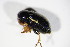  ( - BFB_Col_FK_10820)  @12 [ ] CreativeCommons - Attribution Non-Commercial Share-Alike (2015) Unspecified SNSB, Zoologische Staatssammlung Muenchen
