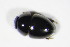  ( - BFB_Col_FK_10824)  @11 [ ] CreativeCommons - Attribution Non-Commercial Share-Alike (2015) Unspecified SNSB, Zoologische Staatssammlung Muenchen