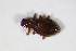  ( - BFB_Col_FK_10934)  @11 [ ] CreativeCommons - Attribution Non-Commercial Share-Alike (2015) Unspecified SNSB, Zoologische Staatssammlung Muenchen
