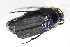  ( - BFB_Col_FK_10939)  @13 [ ] CreativeCommons - Attribution Non-Commercial Share-Alike (2015) Unspecified SNSB, Zoologische Staatssammlung Muenchen