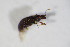  ( - BFB_Col_FK_10966)  @11 [ ] CreativeCommons - Attribution Non-Commercial Share-Alike (2015) Unspecified SNSB, Zoologische Staatssammlung Muenchen