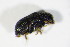  ( - BFB_Col_FK_10969)  @11 [ ] CreativeCommons - Attribution Non-Commercial Share-Alike (2015) Unspecified SNSB, Zoologische Staatssammlung Muenchen