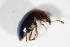  ( - BFB_Col_FK_10990)  @12 [ ] CreativeCommons - Attribution Non-Commercial Share-Alike (2015) Unspecified SNSB, Zoologische Staatssammlung Muenchen
