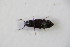  (Omalium oxyacanthae - BFB_Col_FK_11411)  @13 [ ] CreativeCommons - Attribution Non-Commercial Share-Alike (2015) Unspecified SNSB, Zoologische Staatssammlung Muenchen