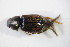  ( - BFB_Col_FK_11412)  @12 [ ] CreativeCommons - Attribution Non-Commercial Share-Alike (2015) Unspecified SNSB, Zoologische Staatssammlung Muenchen