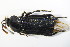  ( - BFB_Col_FK_11457)  @13 [ ] CreativeCommons - Attribution Non-Commercial Share-Alike (2015) Unspecified SNSB, Zoologische Staatssammlung Muenchen