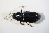  ( - BFB_Col_FK_11460)  @13 [ ] CreativeCommons - Attribution Non-Commercial Share-Alike (2015) Unspecified SNSB, Zoologische Staatssammlung Muenchen