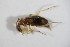  ( - BFB_Col_FK_11464)  @12 [ ] CreativeCommons - Attribution Non-Commercial Share-Alike (2015) Unspecified SNSB, Zoologische Staatssammlung Muenchen
