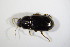  ( - BFB_Col_FK_11469)  @13 [ ] CreativeCommons - Attribution Non-Commercial Share-Alike (2015) Unspecified SNSB, Zoologische Staatssammlung Muenchen