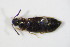  ( - BFB_Col_FK_11486)  @11 [ ] CreativeCommons - Attribution Non-Commercial Share-Alike (2015) Unspecified SNSB, Zoologische Staatssammlung Muenchen