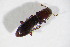  ( - BFB_Col_FK_12363)  @13 [ ] CreativeCommons - Attribution Non-Commercial Share-Alike (2015) Unspecified SNSB, Zoologische Staatssammlung Muenchen