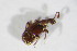  ( - BFB_Col_FK_12432)  @12 [ ] CreativeCommons - Attribution Non-Commercial Share-Alike (2015) Unspecified SNSB, Zoologische Staatssammlung Muenchen