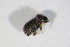  ( - BFB_Col_FK_12433)  @13 [ ] CreativeCommons - Attribution Non-Commercial Share-Alike (2015) Unspecified SNSB, Zoologische Staatssammlung Muenchen