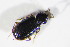  ( - BFB_Col_FK_12442)  @12 [ ] CreativeCommons - Attribution Non-Commercial Share-Alike (2015) Unspecified SNSB, Zoologische Staatssammlung Muenchen