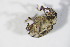  ( - BFB_Col_FK_12583)  @12 [ ] CreativeCommons - Attribution Non-Commercial Share-Alike (2015) Unspecified SNSB, Zoologische Staatssammlung Muenchen