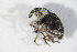  ( - BFB_Col_FK_12584)  @12 [ ] CreativeCommons - Attribution Non-Commercial Share-Alike (2015) Unspecified SNSB, Zoologische Staatssammlung Muenchen
