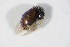  ( - BFB_Col_FK_12585)  @12 [ ] CreativeCommons - Attribution Non-Commercial Share-Alike (2015) Unspecified SNSB, Zoologische Staatssammlung Muenchen
