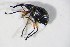  (Protapion difforme - BFB_Col_FK_12588)  @13 [ ] CreativeCommons - Attribution Non-Commercial Share-Alike (2015) Unspecified SNSB, Zoologische Staatssammlung Muenchen