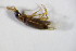  ( - BFB_Col_FK_12619)  @12 [ ] CreativeCommons - Attribution Non-Commercial Share-Alike (2015) Unspecified SNSB, Zoologische Staatssammlung Muenchen