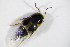  ( - BFB_Col_FK_12624)  @12 [ ] CreativeCommons - Attribution Non-Commercial Share-Alike (2015) Unspecified SNSB, Zoologische Staatssammlung Muenchen