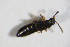 ( - BFB_Col_FK_7866)  @12 [ ] CreativeCommons - Attribution Non-Commercial Share-Alike (2015) Unspecified SNSB, Zoologische Staatssammlung Muenchen